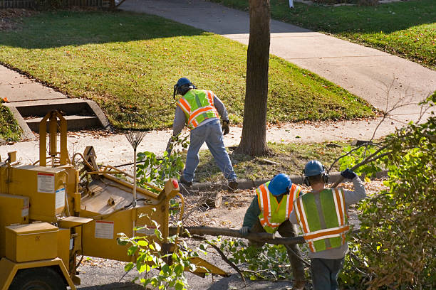 Best Commercial Tree Services  in Benjamin, UT